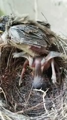 Cuckoo Chick Pushes Out Older Nest Mate