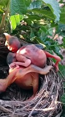 Cuckoo Chick Pushes Out Older Nest Mate