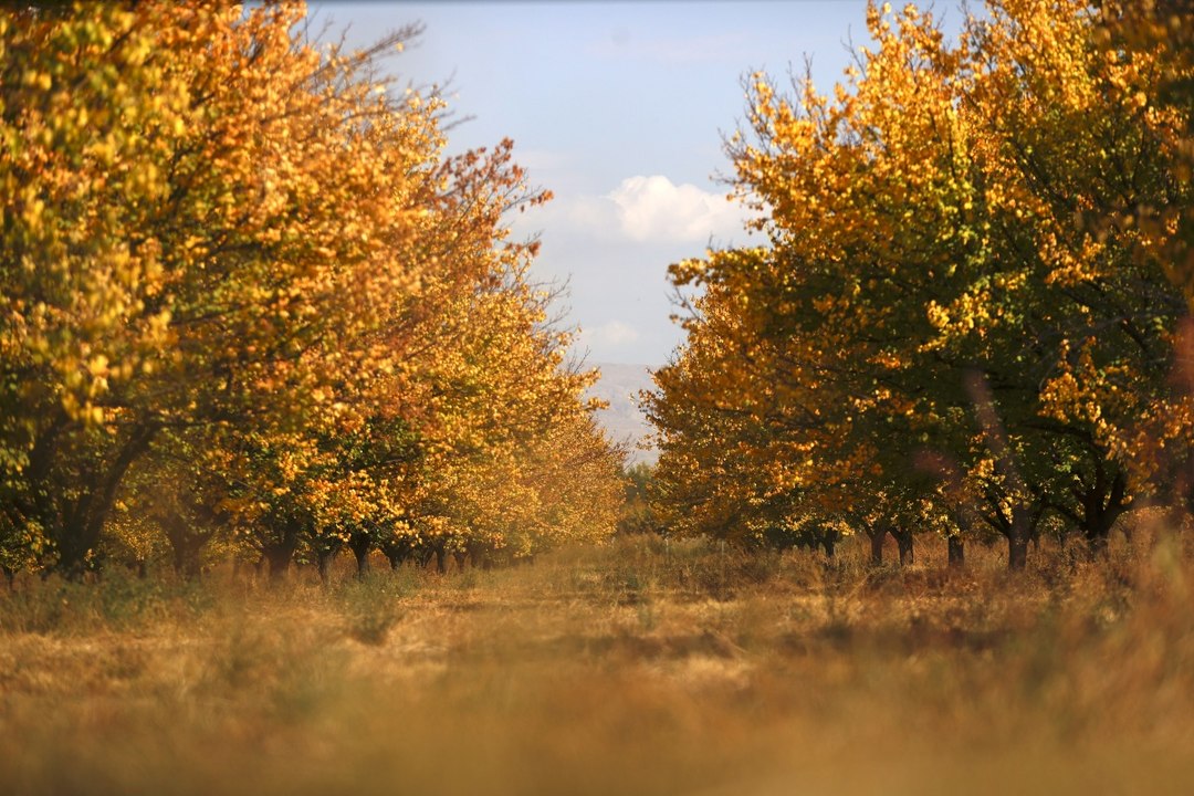 "Dünyanın kayısı başkenti"nde sonbahar: Doğal stüdyoya dönüştü!