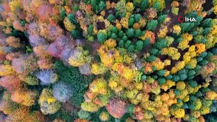 Sakarya’da sonbahar güzelliği mest ediyor