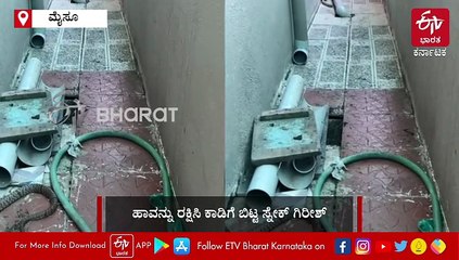 ಮೈಸೂರು: ನಾಗರ ಹಾವನ್ನು ಮನೆಯೊಳಗೆ ಬರಲು ಬಿಡದ ಸಾಕುನಾಯಿ- ವಿಡಿಯೋ ನೋಡಿ