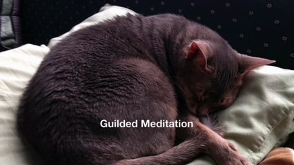 Guilded Meditation