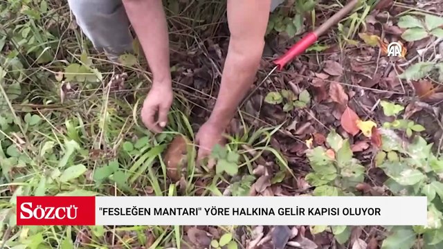 Ormandan servet çıktı! Kilosu 600 TL, İtalyanlar kasa kasa alıyor