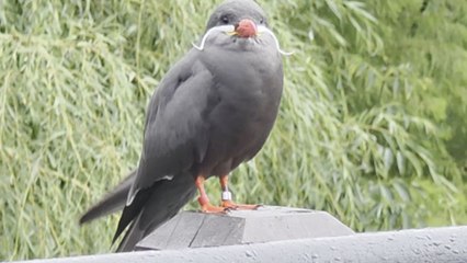 Magnificent mustached bird at the zoo captures visitor's undivided attention