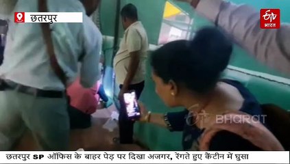 छतरपुर SP ऑफिस में फरियाद लेकर पहुंचा अजगर पहले नाश्ता करने कैंटीन पहुंचा