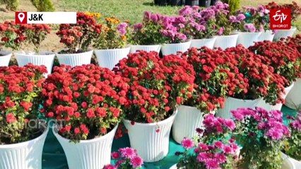 Kashmir's First Chrysanthemum-Themed Garden Adds Colour To Valley's Autumn Landscape