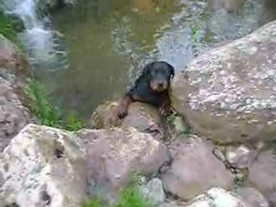 Rottweiler qui se noie