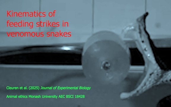 Cámaras de alta tecnología capturan los secretos de las mordeduras de serpientes venenosas