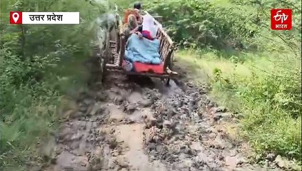 WATCH: हमीरपुर में बैल गाड़ी पर प्रेग्नेंट बहू को लेकर तीन किमी दलदल वाले रास्ते पर चला ससुर, गांव तक नहीं पहुंच पाई एंबुलेंस