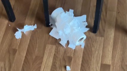Naughty cat shreds paper towel and claims the cardboard tube as treasure