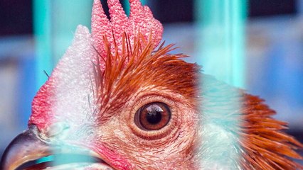 Impennata di aviaria in Germania, abbattuti 130mila animali 'Pericolo che ci sia una ulteriore diffusione'