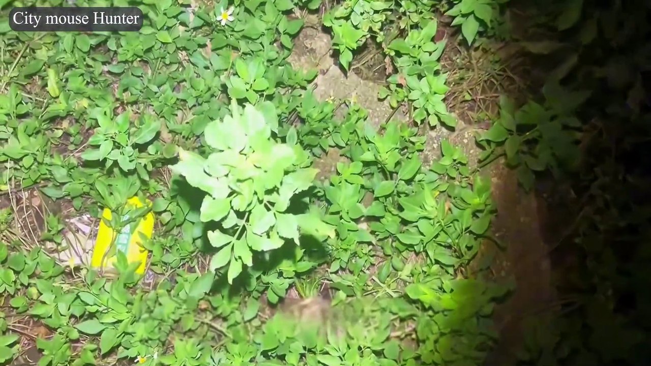 Post-Rain Slingshot Rampage: Peanut Headshots & Instant Rat Sleep Compilation