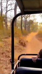 A tiger gives rather terrifying chase to a vehicle 🔥