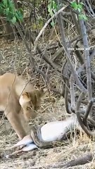 Adolescent lions harass a rock python trying to start eating its antelope kill in peace