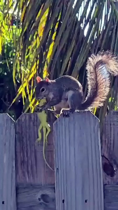 Squirrel 🐿️ eating a lizard 🦎 🔥