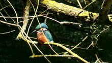 Am kleinen Teich