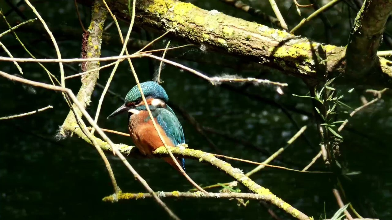 Am kleinen Teich