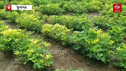 'તુરંત ટેકાના ભાવે મગફળીની ખરીદી શરૂ કરો', ભારતીય કિસાન સંઘની માંગ