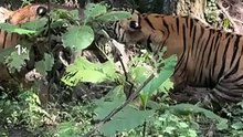 Three Tiger cubs squabble over an unfortunate Sambar fawn in tug-of-war.🔥