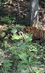 Three Tiger cubs squabble over an unfortunate Sambar fawn in tug-of-war.🔥