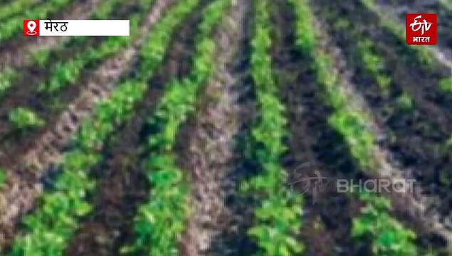 कम समय में ज्यादा कमाई; सहफसली खेती कर किसान कमा रहे मोटा मुनाफा, खेत की भी बढ़ रही 'पावर'