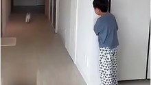 Boy try to afraid a cat then cat also try to afraid him🥰❤️