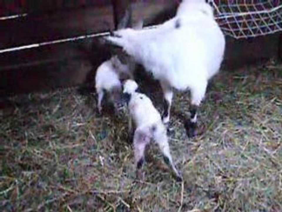 Naissance Dona et Donatello