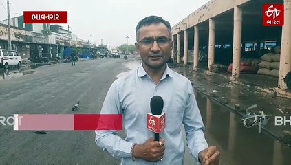 ભાવનગર માર્કેટીંગ યાર્ડમાં નવા વર્ષની હરાજીનું મુહૂર્ત પરંતુ વરસાદને જણસની કારણે આવક પર પ્રતિબંધ