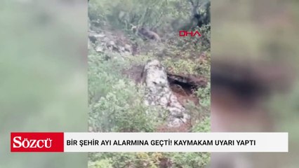 Bir şehir ayı alarmına geçti! Kaymakam uyarı yaptı