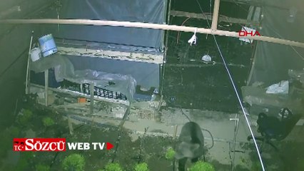 Girdiği serada marulları yiyen yavru bozayı kamerada