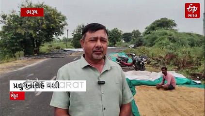 ભરૂચ જિલ્લામાં કમોસમી વરસાદે ખેડૂતોની મહેનત પર ફેરવ્યું પાણી, ડાંગરના પાકને વ્યાપક નુકસાન