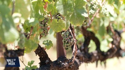 Wine Woes as President Trump's Tariffs Loom