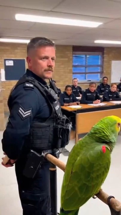 The Rookie Parrot 🏷️ #PoliceParrot #ParrotComedy #BritishComedy #UKHumor #FunnyShorts #ViralReels #OfficerLaughs #BirdTok #AIShorts #UnderFeatherOps #PoliceTraining #CinematicShort #TalkingParrot