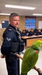 The Rookie Parrot 🏷️ #PoliceParrot #ParrotComedy #BritishComedy #UKHumor #FunnyShorts #ViralReels #OfficerLaughs #BirdTok #AIShorts #UnderFeatherOps #PoliceTraining #CinematicShort #TalkingParrot