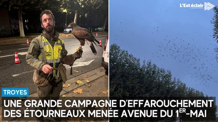 Une grande campagne d’effarouchement des étourneaux menée avenue du 1er-Mai à Troyes