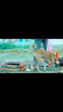 ““Kidnapping a bride was easy… till the ghost showed up! 👻😂 Watch Roohi — where fear meets fun in true Bollywood style! 🎬🔥 #Roohi2021.