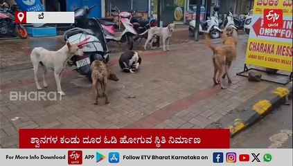 ಬೆಳಗಾವಿಯಲ್ಲಿ ಬೀದಿ ನಾಯಿಗಳ ಉಪಟಳಕ್ಕೆ ಹೈರಾಣಾದ ಜನ: 9 ತಿಂಗಳಲ್ಲಿ 16,105 ಮಂದಿಗೆ ಕಡಿತ, 8 ಸಾವು