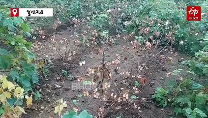 જુનાગઢ: માવઠાએ વધારી ખેડૂતોની મુશ્કેલી, મગફળી બાદ હવે કપાસનો પણ કચ્ચરઘાણ નીકળે તેવી સ્થિતિ
