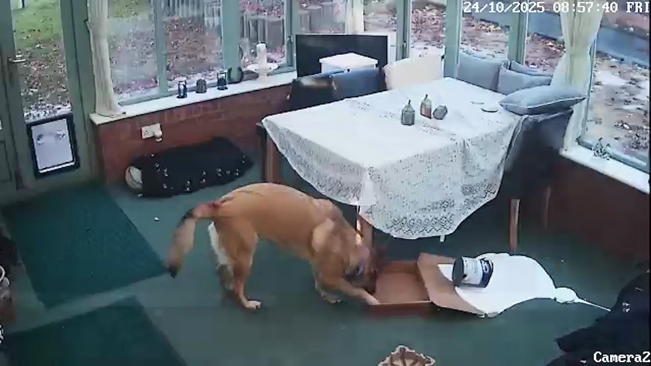 Mischievous dog tips white paint over owner's carpet while they watch on CCTV
