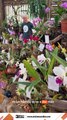Entre híbridos y nativas el arte del juzgamiento en la Fiesta Nacional de la Orquídea