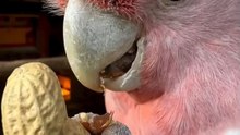 Rahasia Cara Makan Kacang ala Burung Kakaktua "keren banget"