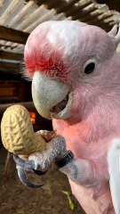 Rahasia Cara Makan Kacang ala Burung Kakaktua "keren banget"