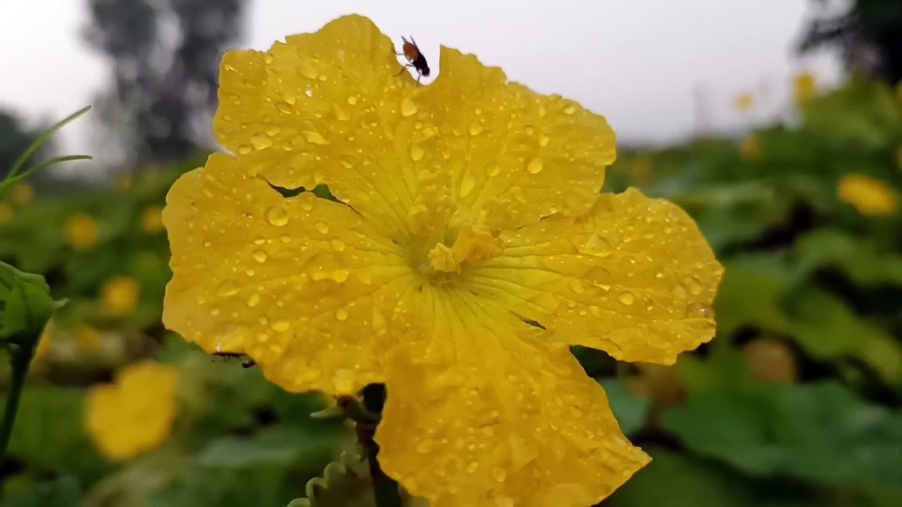 Surah Yasin(Yaseen) _ Full With Arabic _ Beautiful recitation_یس سورہ 36_0069422_edit_yfdzht