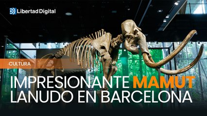 Llega a Barcelona un mamut lanudo de 6 metros al CosmoCaixa