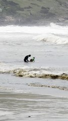 Cachorro chama atenção ao pegar onda no Farol de Santa Marta