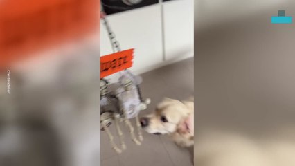 Dog Reacting to Halloween Decorations
