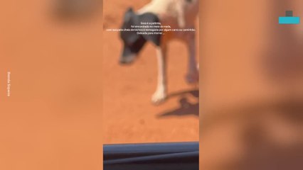 Woman Rescues Injured Dog and Gives It New Life