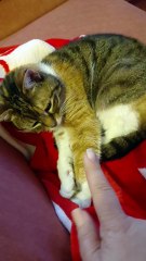 Best Place For A Good Night! 😴🔥 #cats #shorts #funny #funnycats #goodevening #goodnight #viralcats #cute #cutecats #fyp