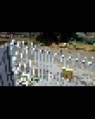 PCPR prende mulher suspeita de tentativa de homicídio em Umuarama; veja o vídeo