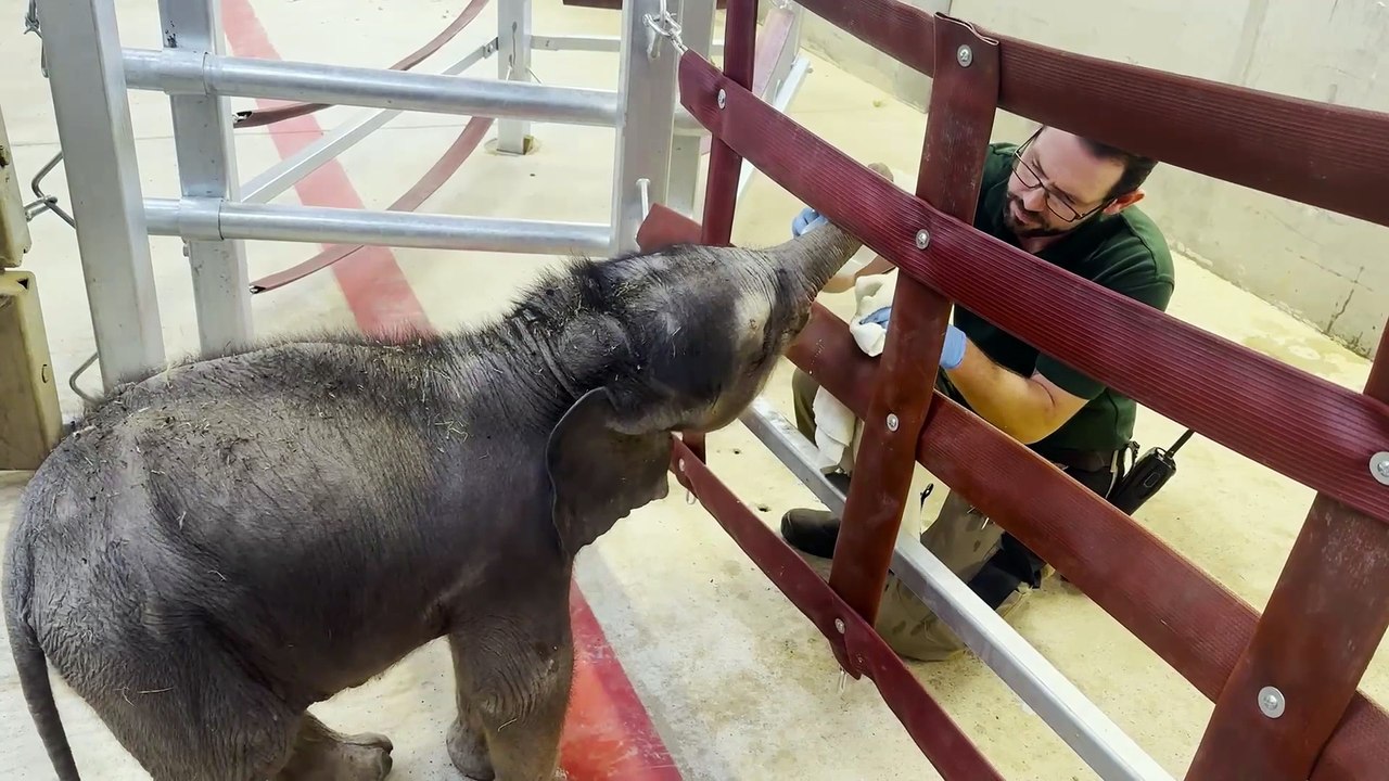 'They saved her life' - Tiny Blackpool Zoo elephant calf now thriving